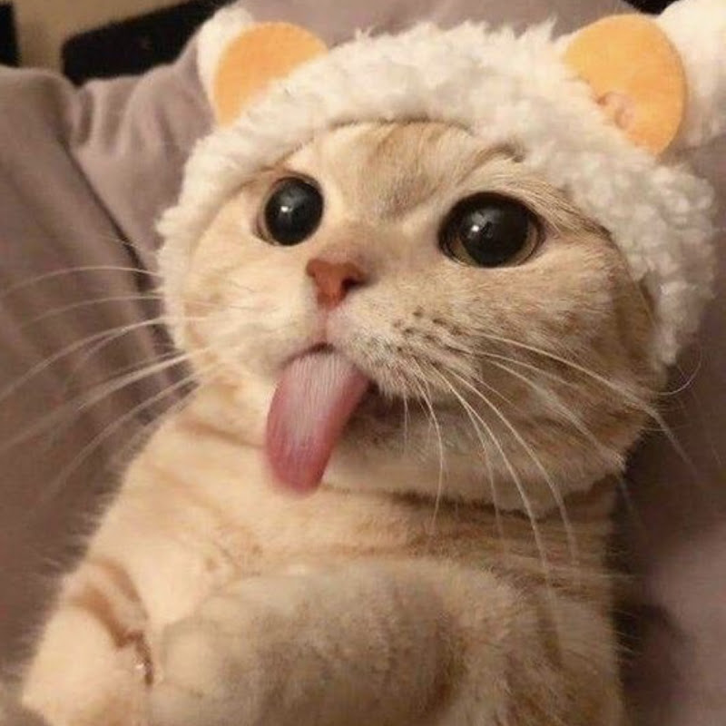 Miêu La Cà