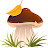 Arthur - Carpathian mushrooms