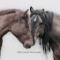 UmaT1jyZTxU-channel-avatar-Wild Horse Advocates