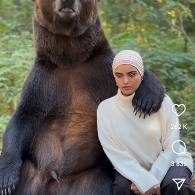 dydybear