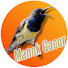 slvPwqH1pvY-channel-avatar-Manok Gacor