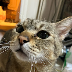 まんまの家パチ•チャンネルの画像