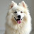 @samoyedeDog