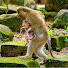 n7E-sgXDMuE-channel-avatar-monkeys Team