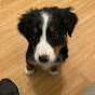 Murphy - The Bernese Mountain Dog - @21uhhuh YouTube Profile Photo
