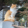 Автор