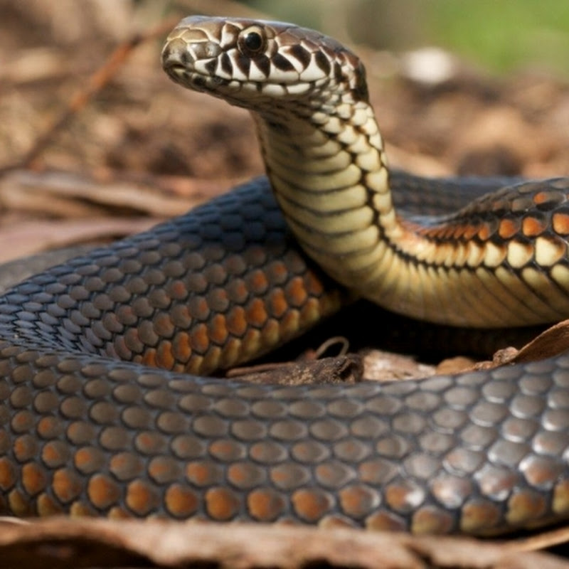 Snake