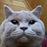 azmdqev8l00-channel-avatar-ave_michal12