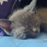 VMOdmraClAI-channel-avatar-灰猫のコン、元野良猫の成長日記