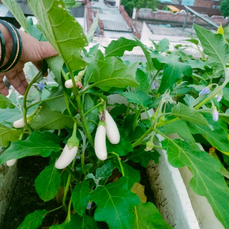 Sunita kitchen garden