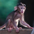 n9sb_02DRcE-channel-avatar-MONKEY Baby NAT