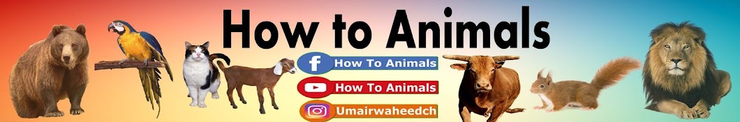 How to Animals Avatar del canal de YouTube