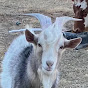 Lamb Chop the Billy Goat - @lambchopthebillygoat87 YouTube Profile Photo