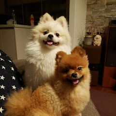 元保護犬あんとデカポメぺんアイコン画像