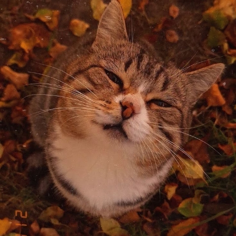 🧡Pierożek🧡