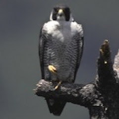 天空のハンター隼