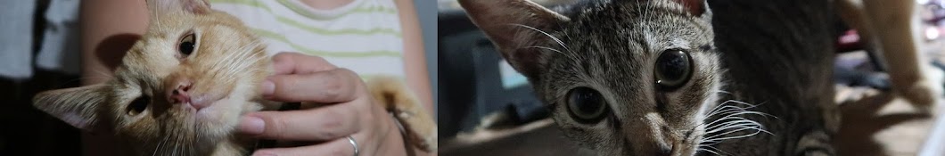 PUSPIN CATS رمز قناة اليوتيوب