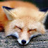 9txs5cZZDGM-channel-avatar-Rook