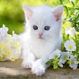 Cutest Lands Avatar