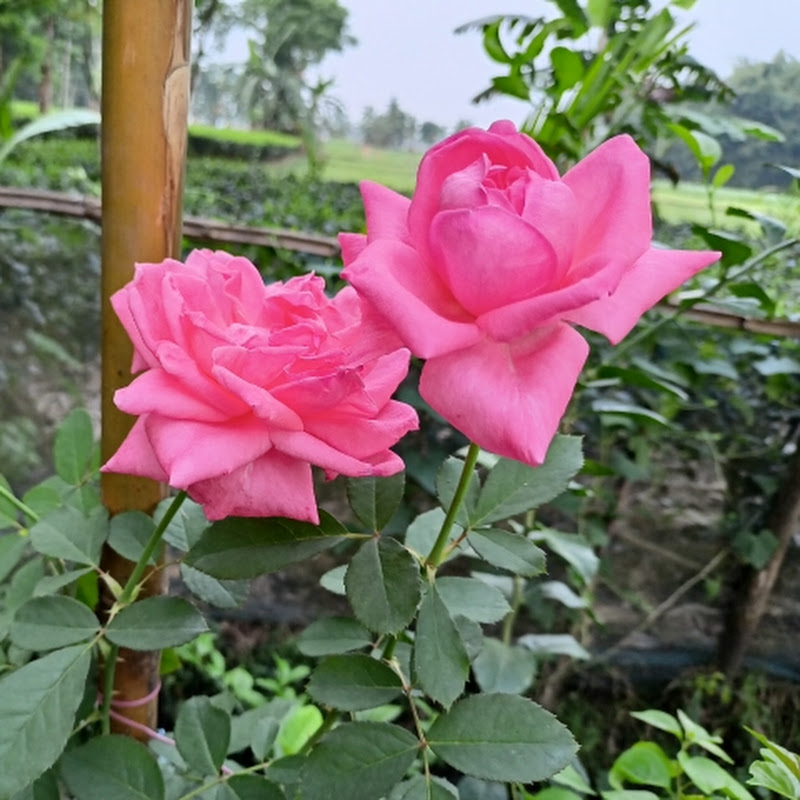 Gardening With Biswadeba