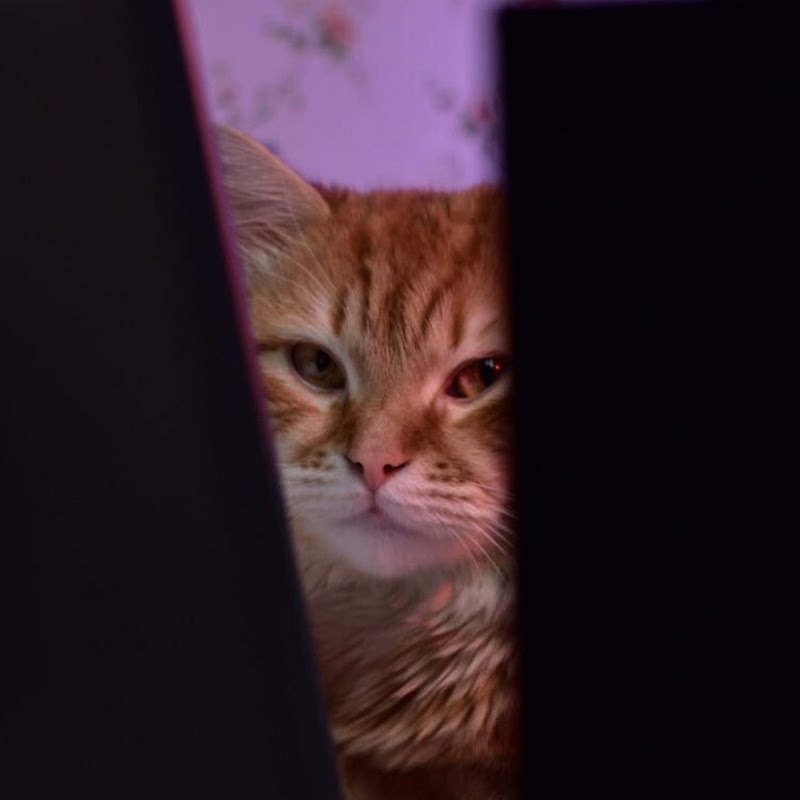 Мистер Мэриот Logo