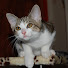 v-tg3DB3LqA-channel-avatar-Wallyfatcat