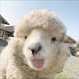 RainbSheep