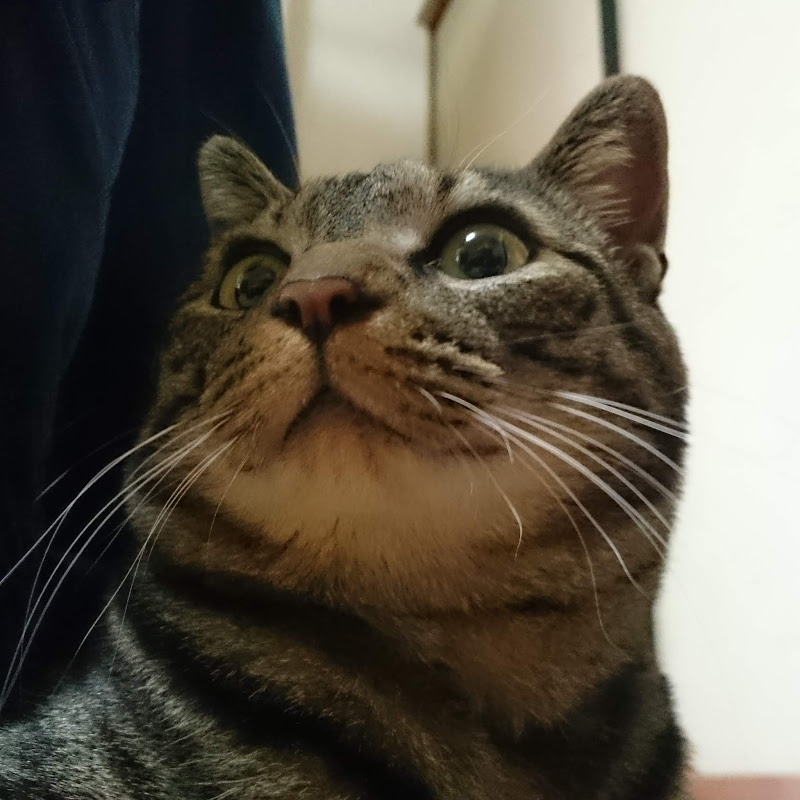 ただコーナーでアクセルを踏みたいだけの人 ccm08