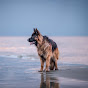KOVU Germanshepherd