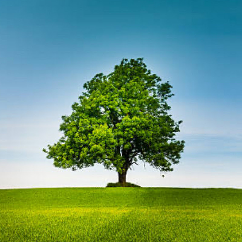 Nature Of North America & the world 🌎