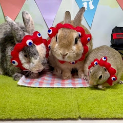 うさぎのこはひーチャンネル