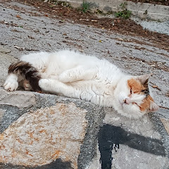 Cat Montenegro