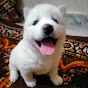 Elsa white husky - @karanmehra5621 - Youtube