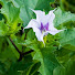 z6cVcijmO44-channel-avatar-Garden Vibes