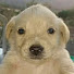 9ECcuyXP2CQ-channel-avatar-Lazy Dog