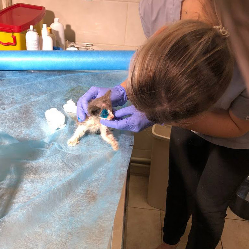 Рятування Хвостиків 🙏