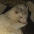 Zb_rWoMWShc-channel-avatar-かものはし / 食い散らかしゲーマー