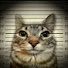 ySebnw43OyE-channel-avatar-Fog