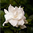Gardenia Gorgeous