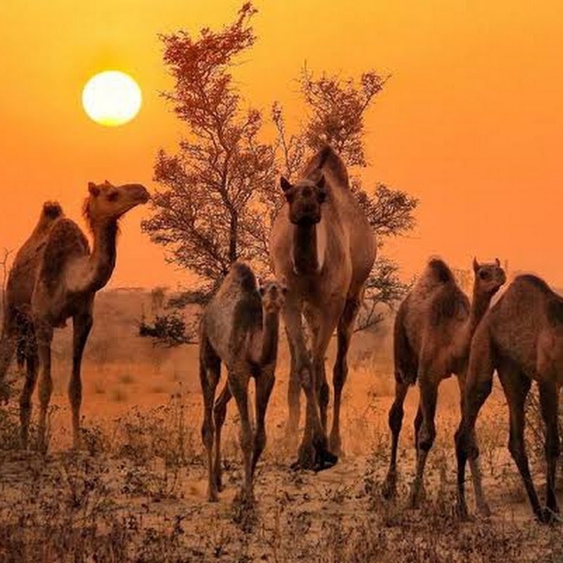 Wild Life Tharparkar Desert
