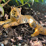 shp8Olh1sCc-channel-avatar-Animal figurine stories