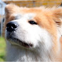 AKITA INU"SANGO" 