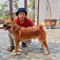 boss dog