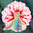chrysanth