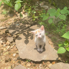 CatTV_luna