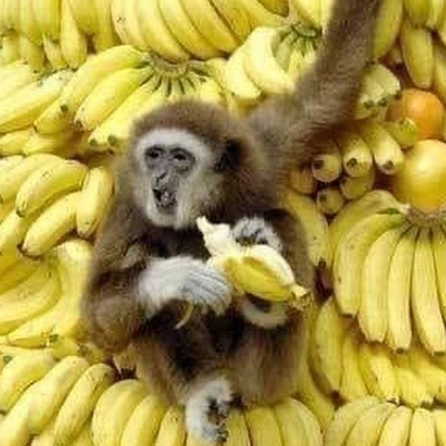 Сколько бананов едят обезьяны. Обезьяна с бананом. J,tpmzys c ,fyfyyfvb. Обезьяна ест банан. Обезьянка кушает банан.