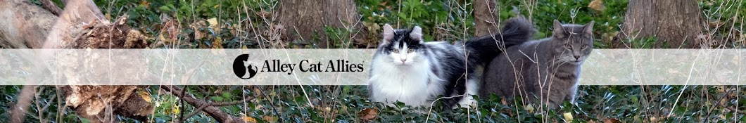 AlleyCatAllies Аватар канала YouTube