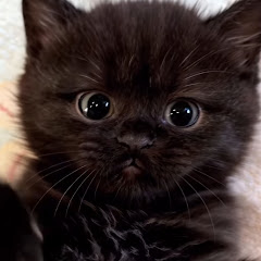remen cat
