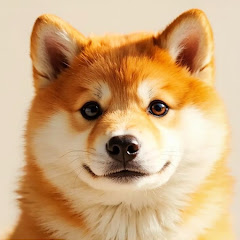 小哈