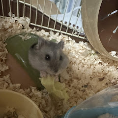 ひよこ